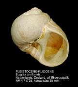 PLEISTOCENE-PLIOCENE Euspira cirriformis (2)